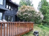 Lilac trees in back.